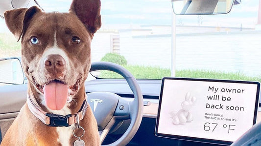 A Pet Rescued by Tesla's Dog Mode Critical Alert System